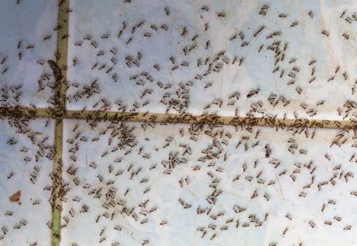 Ant Infestation