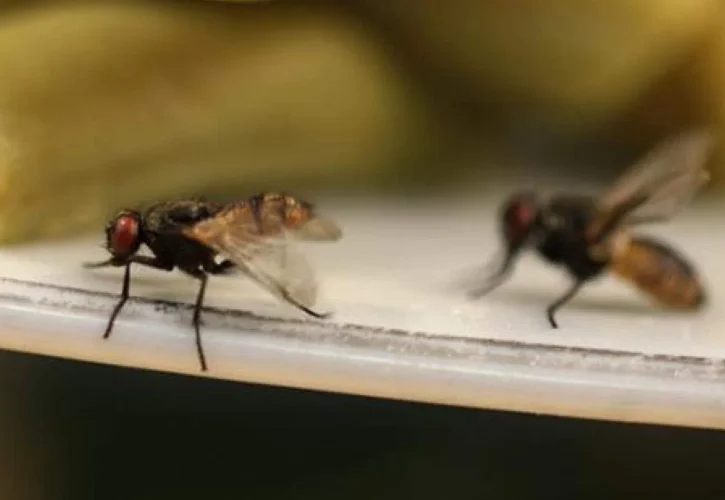 Commercial Fly Control