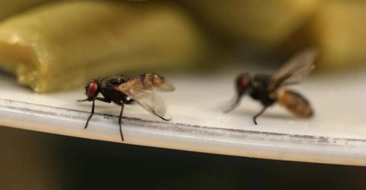 Flies in a restaurant