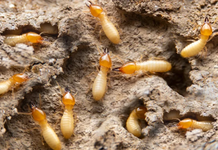 Termite Pests in Australia