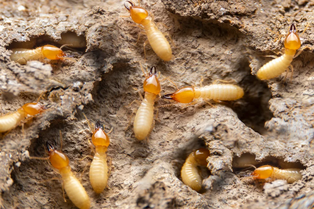 Active termites search for food