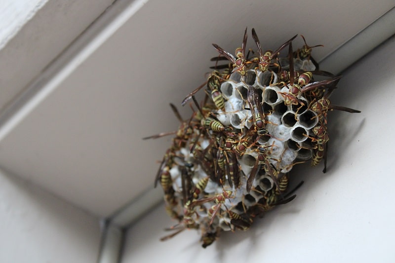 Wasp nest with wasps