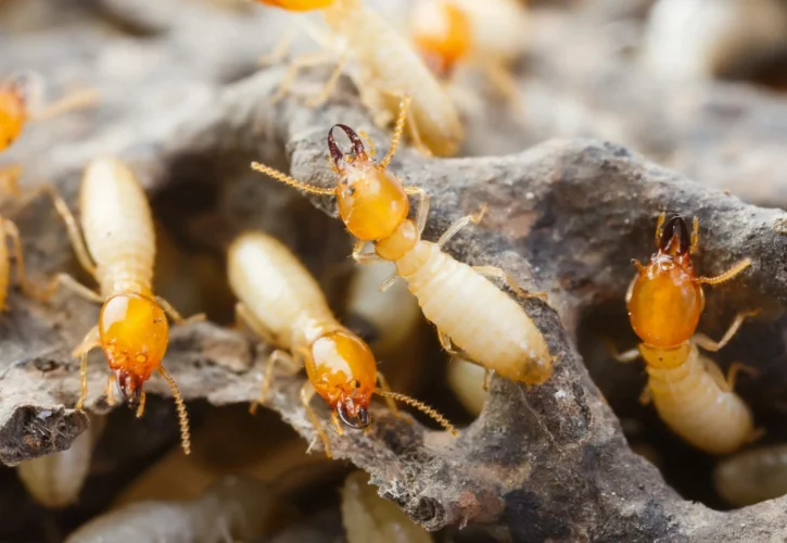 Termite Treatment for Perth WA